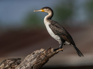 A beautiful portrait of a White-breasted Cormorant, Lake Baringo, Kenya