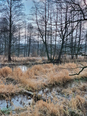 Jezioro w lesie. Pochmurny zimowy dzień. Ldzań, Polska