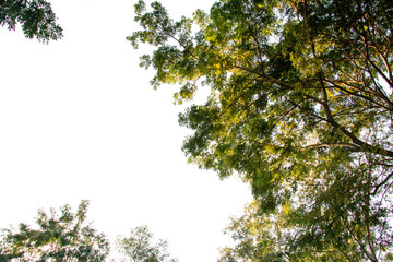 green leaf isolated on white background and copy space for text