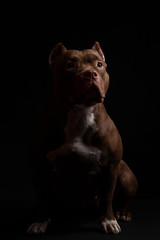 Dog breed American pit bull terrier. Dark background.