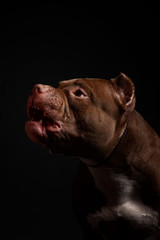 Dog breed American pit bull terrier. Dark background.