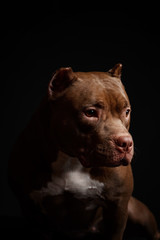 Dog breed American pit bull terrier. Dark background.