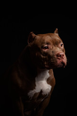 Dog breed American pit bull terrier. Dark background.