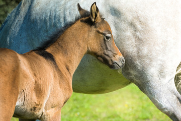 young foal grazing with his mother