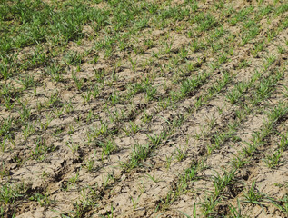 The field of winter wheat, making root dressing seedlings