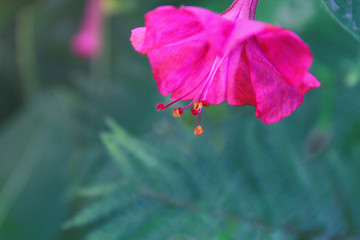 pink hibiscus flower
