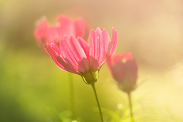 Fototapeta premium pink flower nature soft summer sunlight in green garden field background