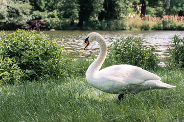 White swan in the gardens of the palace of Charlottenburg