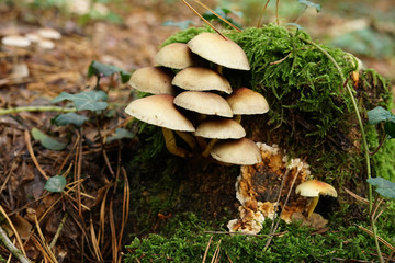 Sulfur tuft growing in a natural forest. Poland, Europe