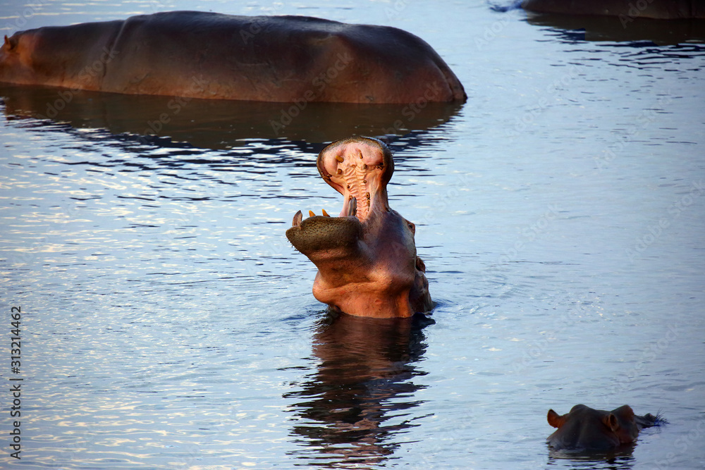 Poster The common hippopotamus (Hippopotamus amphibius) or hippo is warning by open jaws and swimming in the middle of lake in beautiful evening light