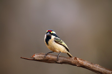 The acacia pied barbet or pied barbet (Tricholaema leucomelas) sitting on the branch with brown...