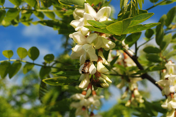 дерево акация . цветёт .  пчела на акаций .   