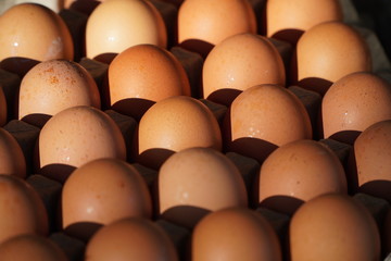 Eggs in the morning light pack