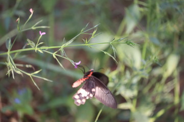 Beautiful butterfly sitting on flower in a spring garden with day light