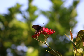 Closeup beautiful butterfly & red flower in the garden.