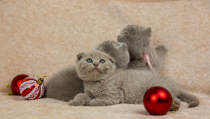 Scottish kittens in a brown background. Kittens play with New Year's toys