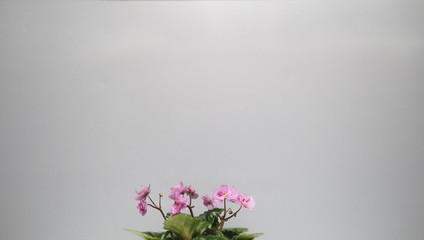 Flower home. Small pink violet on a gray background with a pot.
