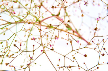 Gypsophila branch with flowers on a white background close-up