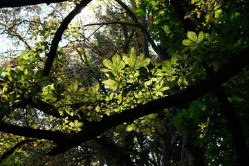 Branches with Aesculus chestnut leaves highlighted by the sun