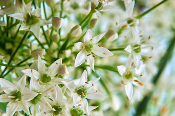 Allium tuberosum flowers on a white background close-up