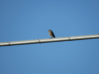 Uccellino