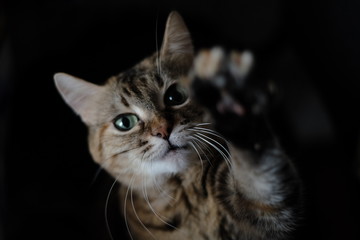 Obraz premium cute tabby cat playing isolated on black background. cat swings its paw