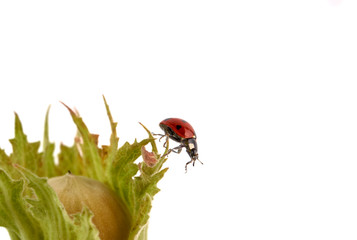 Red ladybug on green hazelnuts close - up