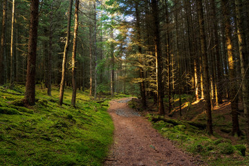 A pine forest along the Cateran trail in Perthshire, Scotland