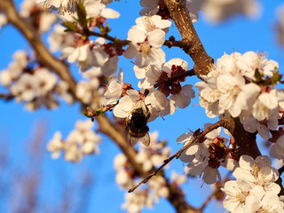 Bumblebee or bee against the blue sky in white pink flowers and cherry tree branches