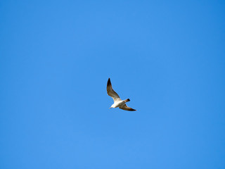 Alone bird seagull in blue day sunny sky minimalism background