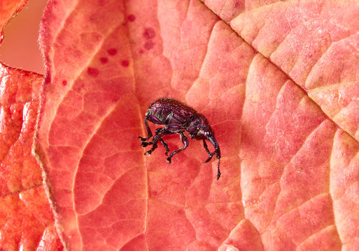 Peach weevil (Rhynchites bacchus) on an autumn leaf close-up