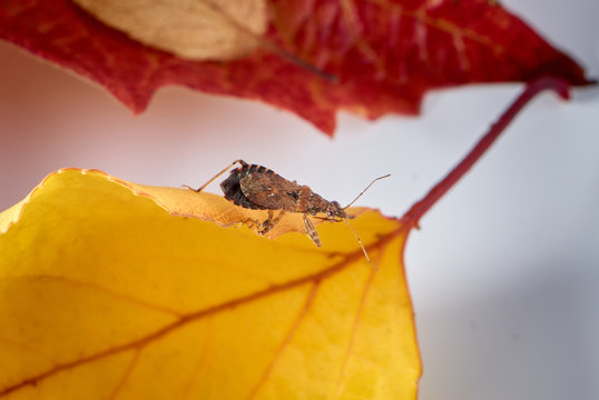 A damsel bug (Himacerus mirmicoides) on autumn leaves