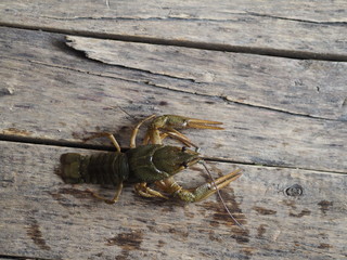 Live crawl crawling with bulging eyes on a wooden background.