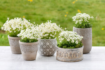 Saxifraga arendsii (Schneeteppich) flowers on green background