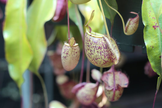 Nepenthes tree, Tropical pitcher plants growth in nature