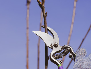 Trimming tree with a cutter. Spring pruning of fruit trees.