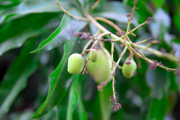 Disease in mango that causes the skin of mango fruits and leaves to become black spots.