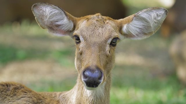 Close Up face of Eld's deer with natural background. Eld's deer (Panolia eldii) also known as the thamin or brow-antlered deer, is an endangered species of deer indigenous to South Asia.