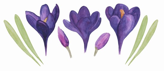 Set of watercolor crocuses. The first flowers. Spring set. Watercolor. Hand drawn