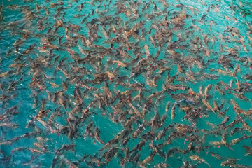 Big group of Red tail carp at Khao Sok National Park