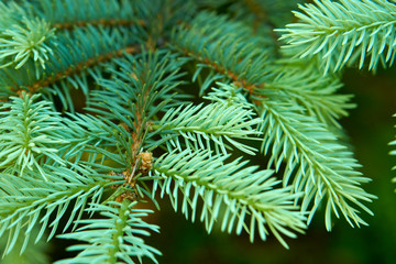 Spruce twig close up