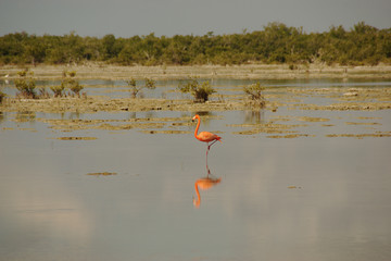 pink flamingo. flamingos in the mangrove swamps of Zapata National Park in Cuba