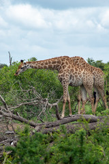 Giraffe