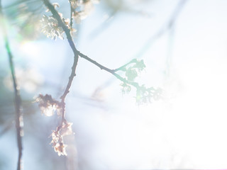 Close up of Write Plum flower blooming in spring