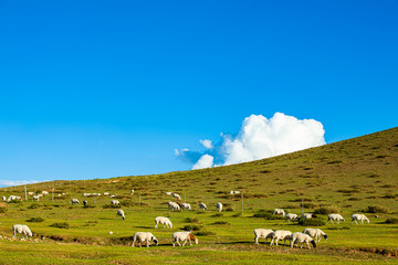 Fototapeta na wymiar Sheep flock is on the grassland