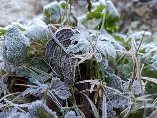 Frozen dew on leaves in cold chilly morning