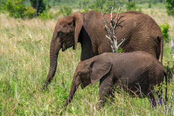 African Elephant with Baby - obrazy, fototapety, plakaty