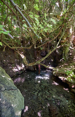 Baths of Aphrodite - the pool in the natural cave in Botanical garden. Akamas Peninsula.  Cyprus