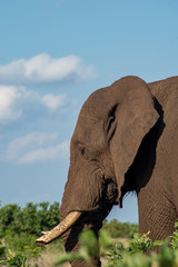 African Elephant - obrazy, fototapety, plakaty