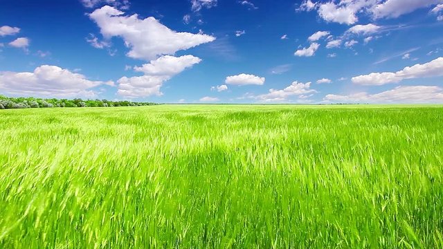 green field and cloudy sky